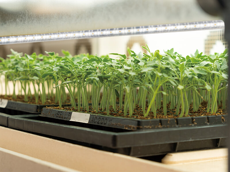 ユーザーボイス】いま注目の「植物育成用LED」の人気の秘密とは？ 導入