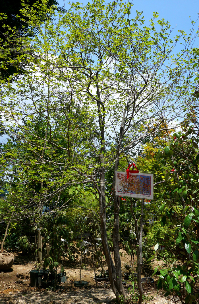 アブラツツジ販売 那珂市秋元園芸