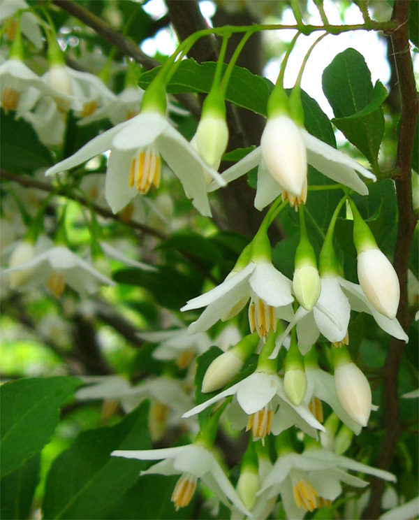 山採り自然樹形のエゴノキ販売 那珂市秋元園芸
