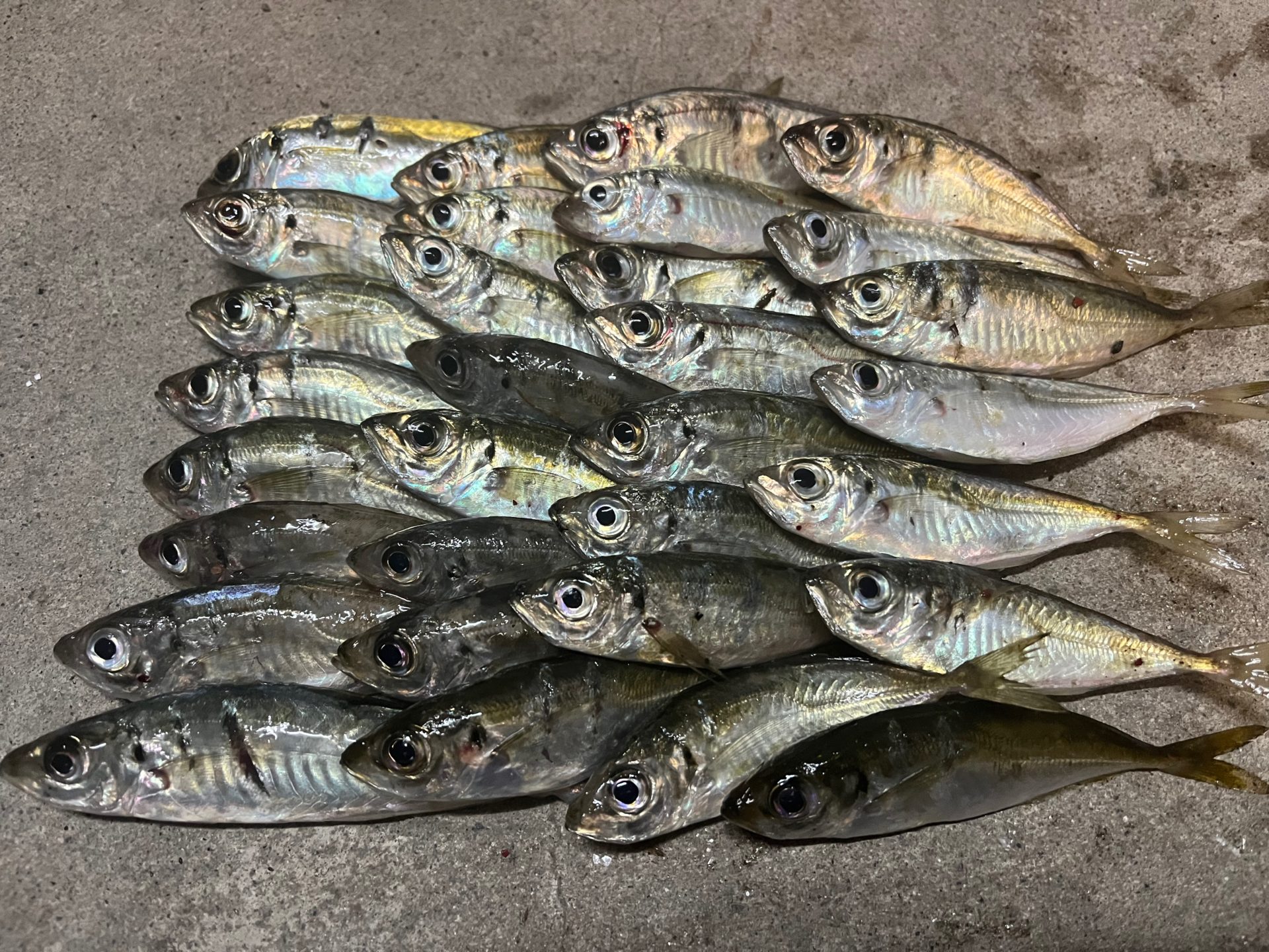 23レガリス LT2000S-Pで豆アジング | madaoもアジング