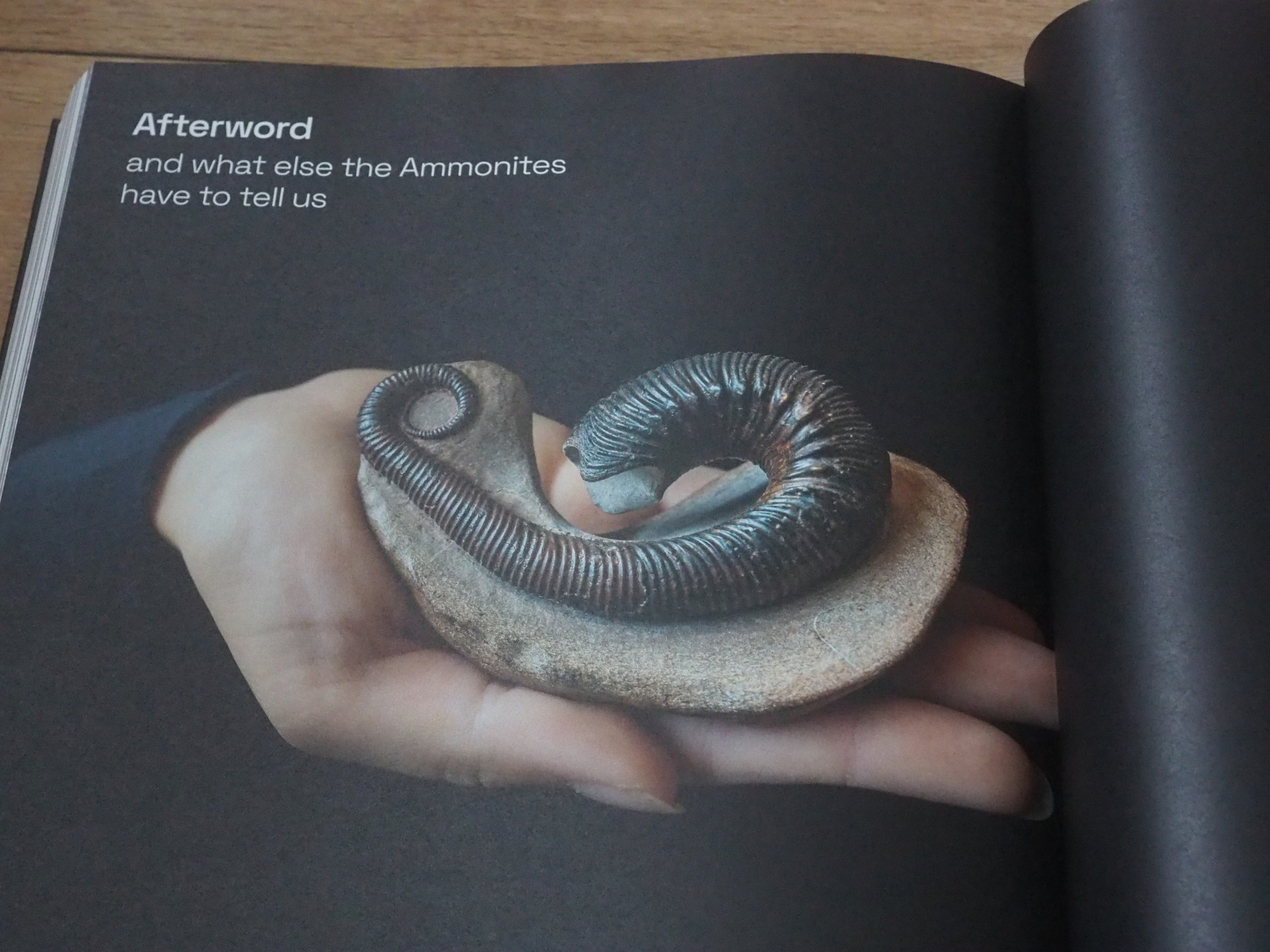 ドイツから素晴らしいアンモナイト本が出版されました♬: 北海道
