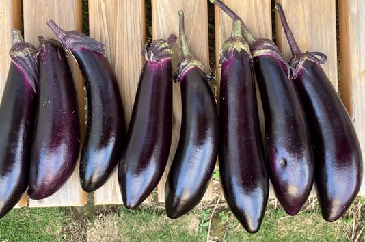 家庭菜園日記：ナス［2025年］～長ナス筑陽と垂直仕立てに挑戦