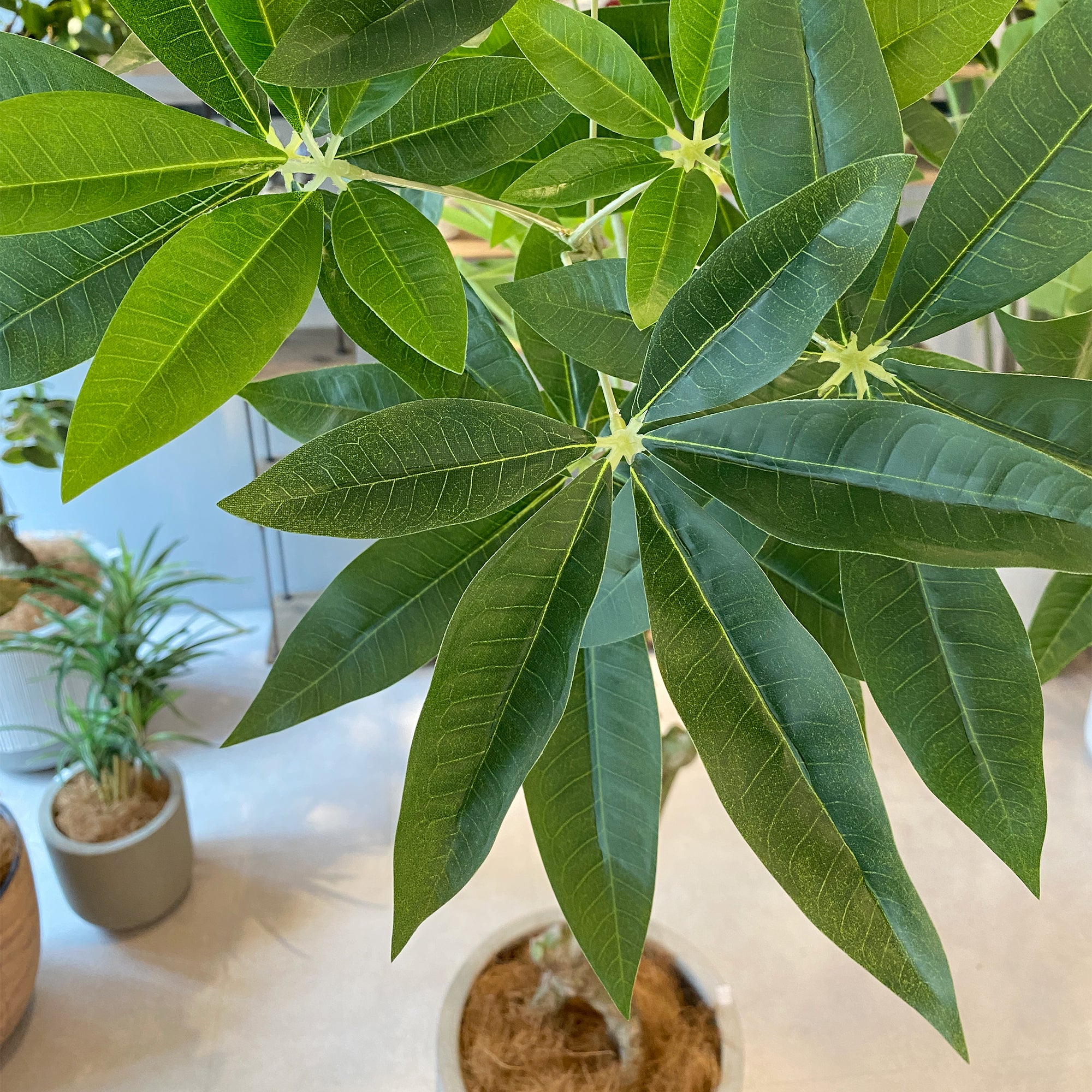 パキラ 180cm - フェイクグリーン専用通販サイト – フェイクグリーン