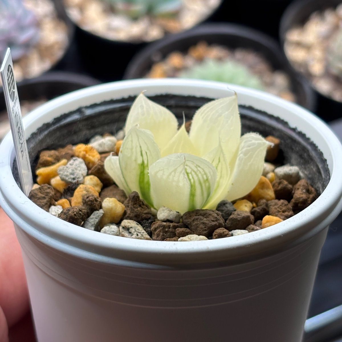 ハオルチア ☆ 白蛇伝（カキ仔発根済み）白プラポット付き メルカリ便