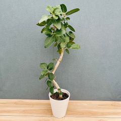 現品］【珍しい】6番 奄美姫ソテツ 盆栽造り 約7号 蘇轍 観葉植物