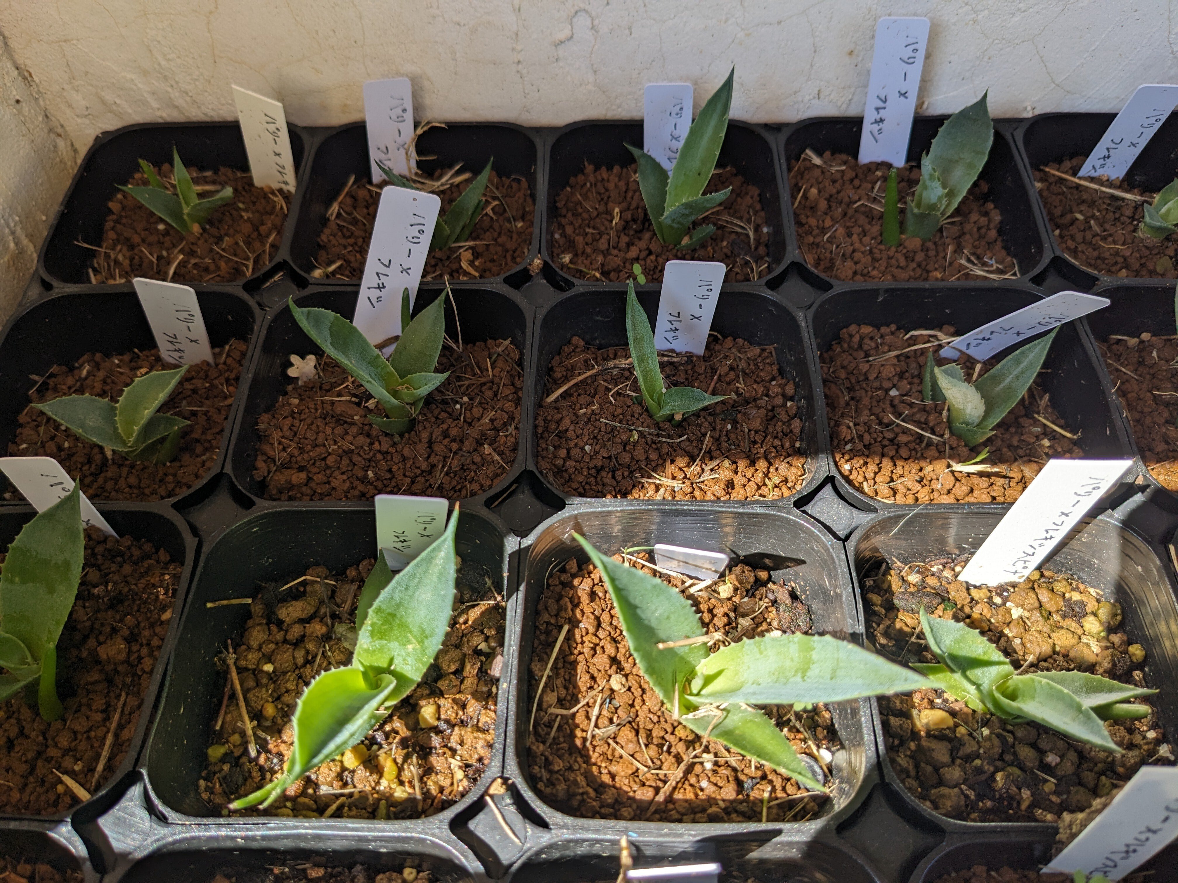 アガベ～実生方法解説していきます｜yorozuya377