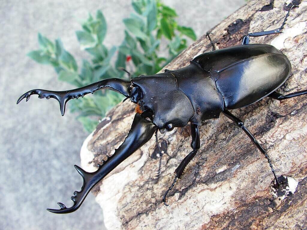 ムシキング(ギラファノコギリクワガタ)｜ほーせん