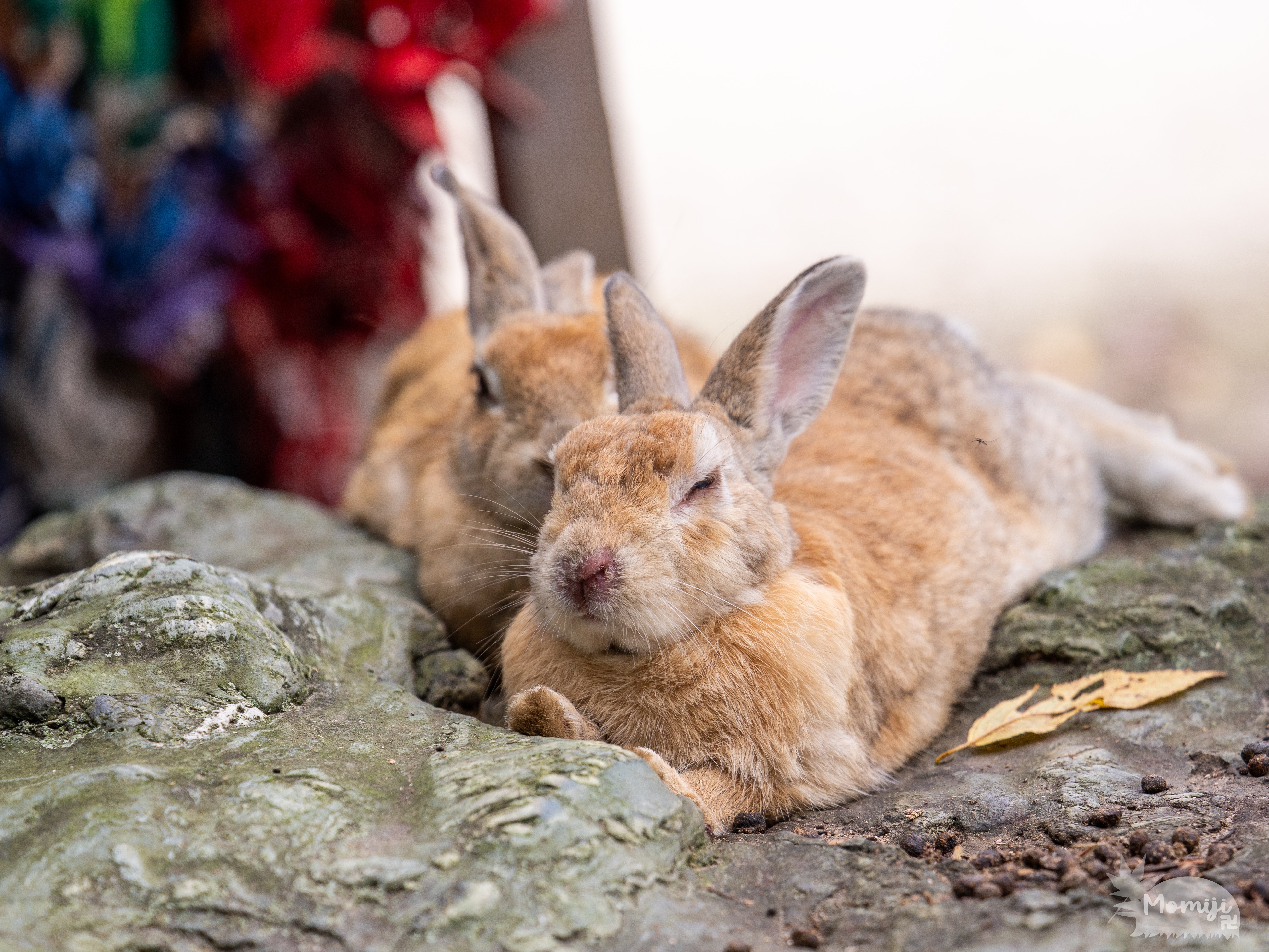 大久野島でウサギ撮影│50-200mm F2.8│OM SYSTEM｜もみじ卍ゅう