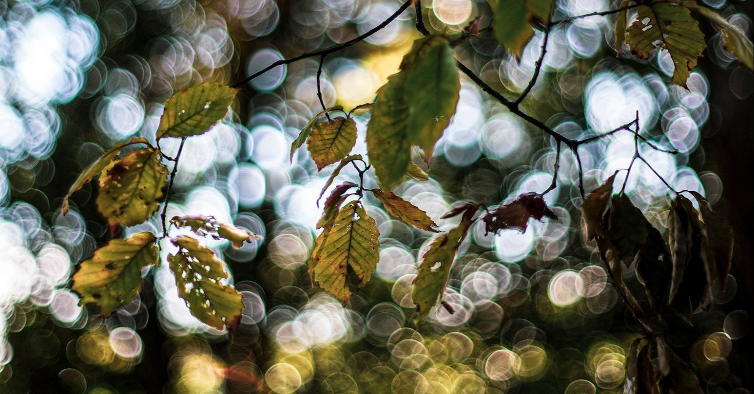 バブルボケ狙えちゃうかもよ！人気のないMINOLTA NEW MD 50mm F1.4の