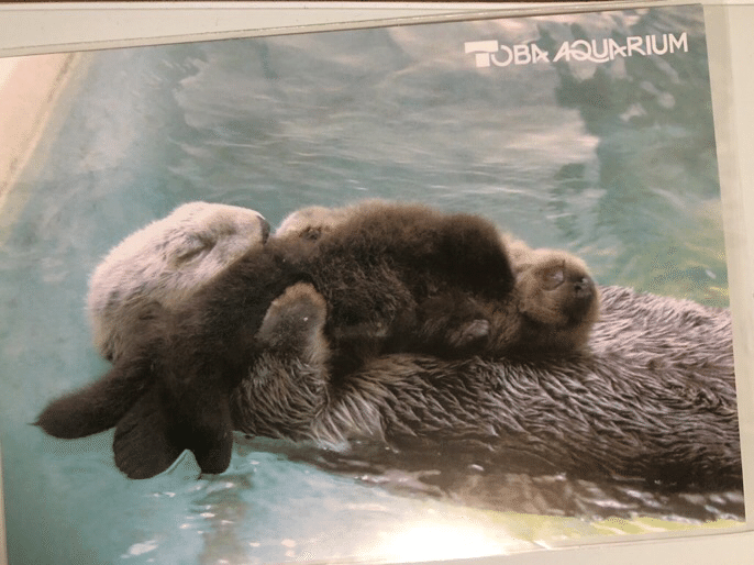 メイちゃん誕生日おめでとう。｜Olivine