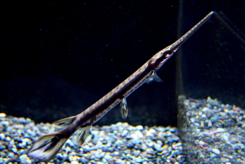 ロングノーズガー - アクアショップ イブ