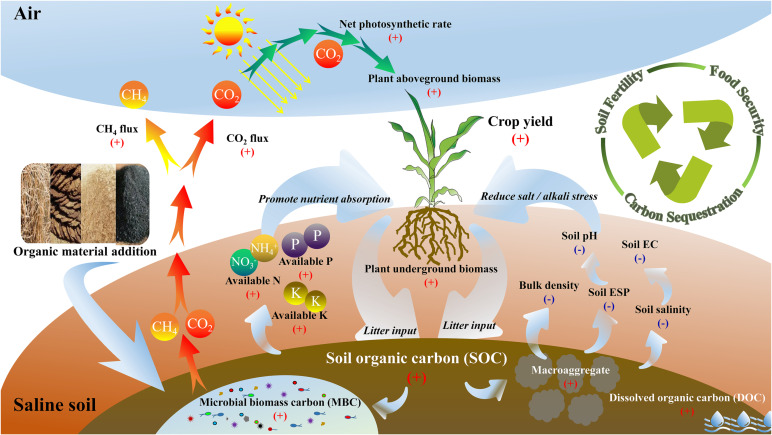 Synergistic improvement of carbon sequestration and crop yield by