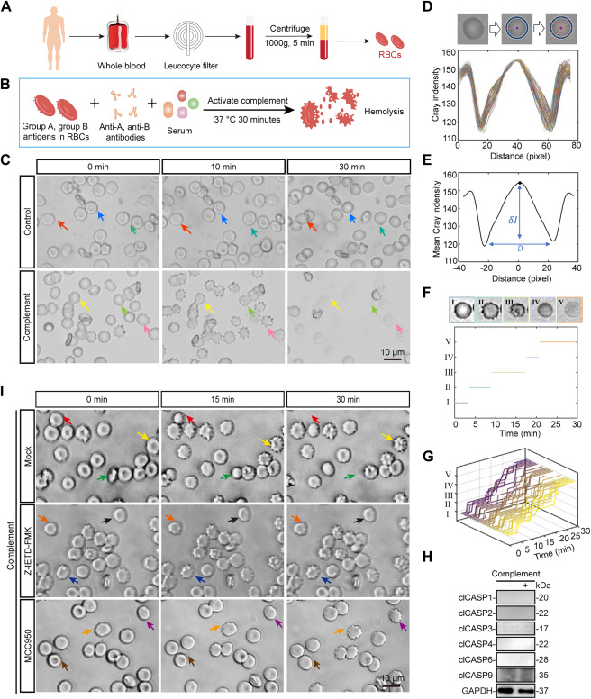 Red blood cells undergo lytic programmed cell death involving