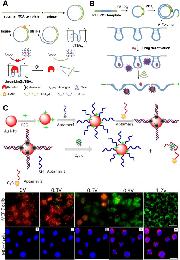 Aptamer-controlled stimuli-responsive drug release - ScienceDirect