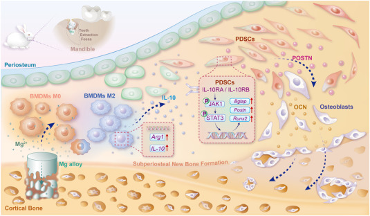 A biodegradable magnesium alloy promotes subperiosteal