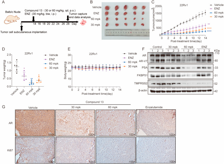 Structural optimization of AR and AR-V7 degraders incorporating