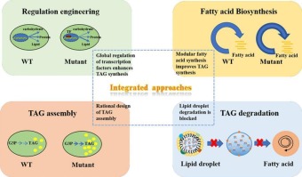 Advances in the transcriptional regulation and lipid droplet
