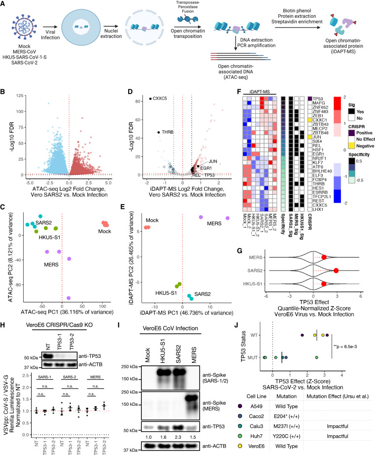 Differences in syncytia formation by SARS-CoV-2 variants modify