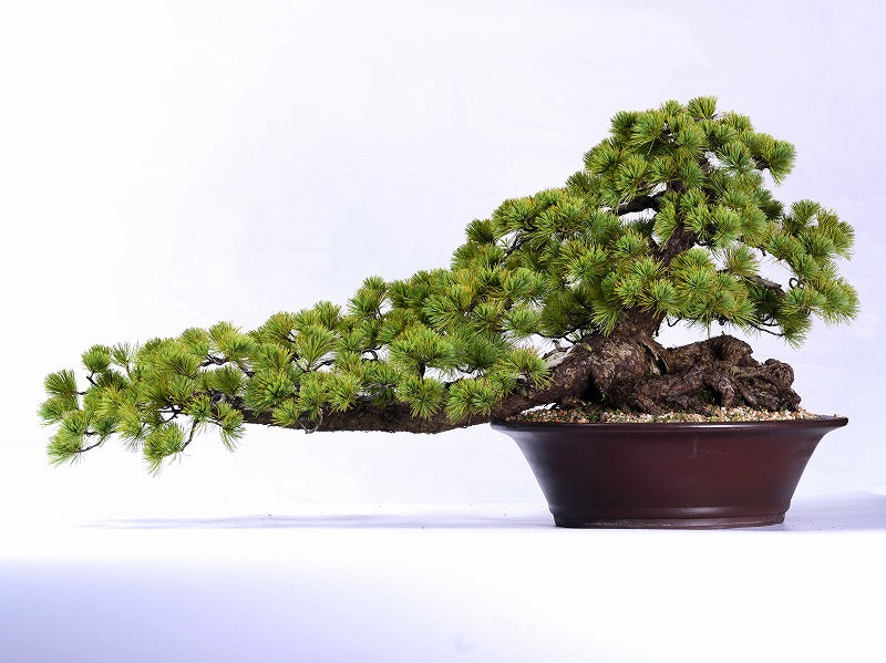 赤石五葉松 / 松盆栽の高級ブランド 愛媛から世界へ