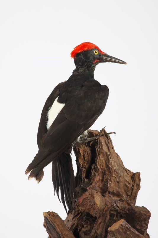 プレビュー】特別展「鳥」国立科学博物館で11月2日から 600点以上の