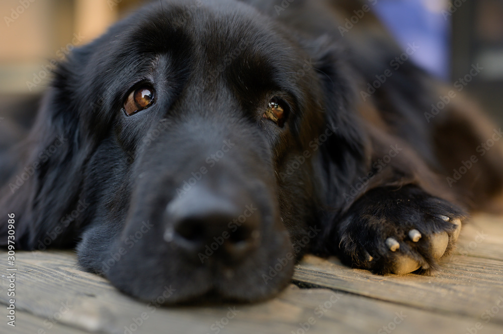 黒 ゴールデン レトリバー Stock Photo | Adobe Stock