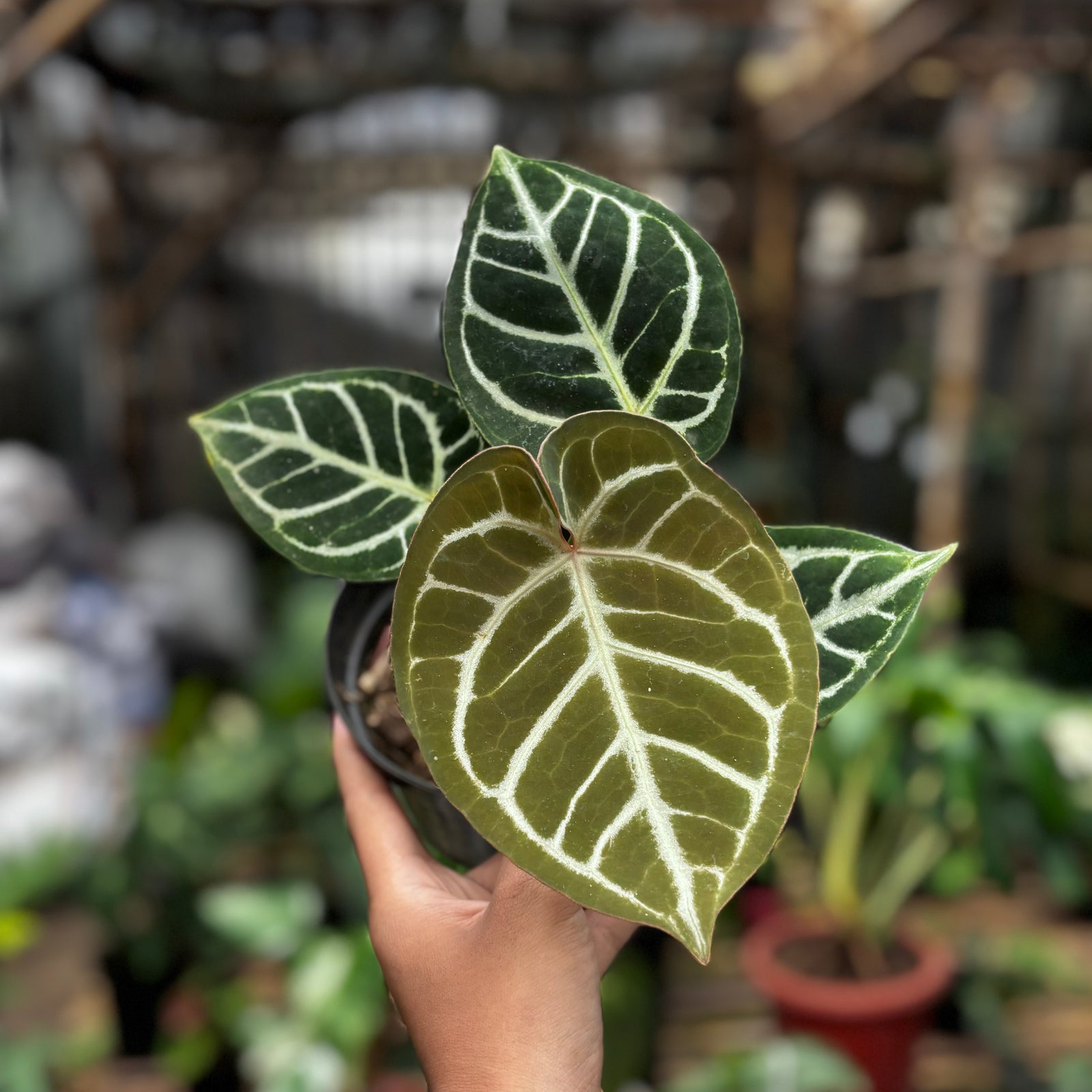 Anthurium KOS/HU (King of spades) x Red crystallinum – Aroid Market