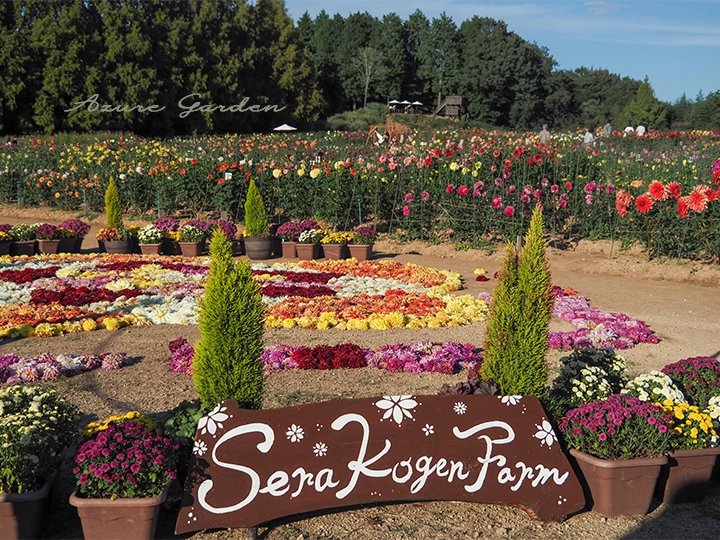 世羅高原農場のダリアとガーデンマム祭｜高原を彩る秋の花景色 – Azure