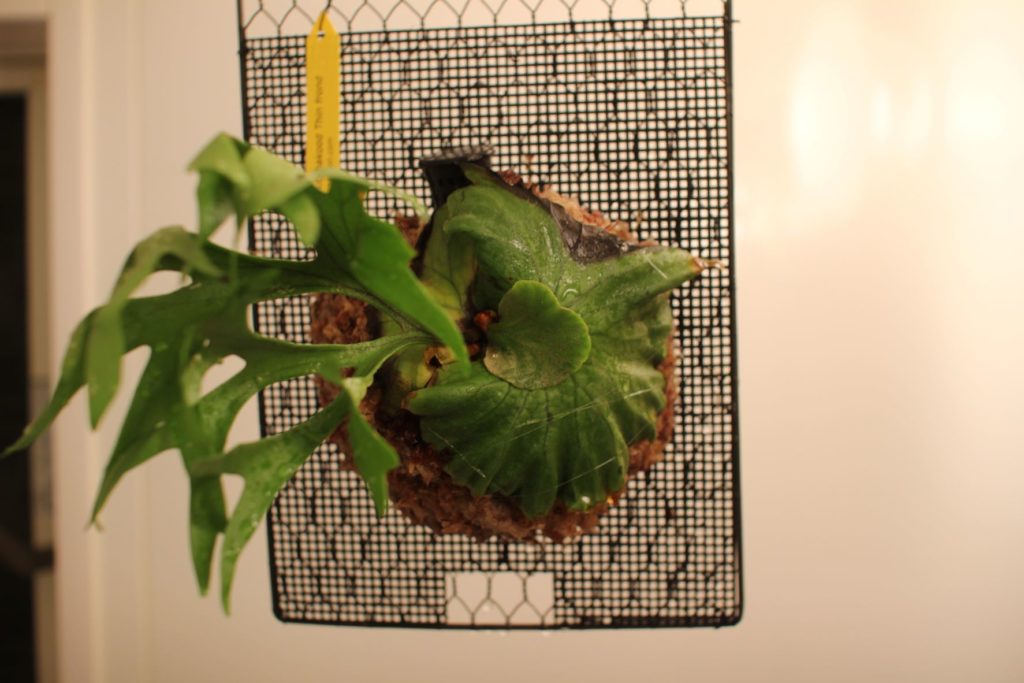 P.Mt.Kitshakood Thin frondの成長記録＃1 | ビカクシダと僕の趣味ブログ