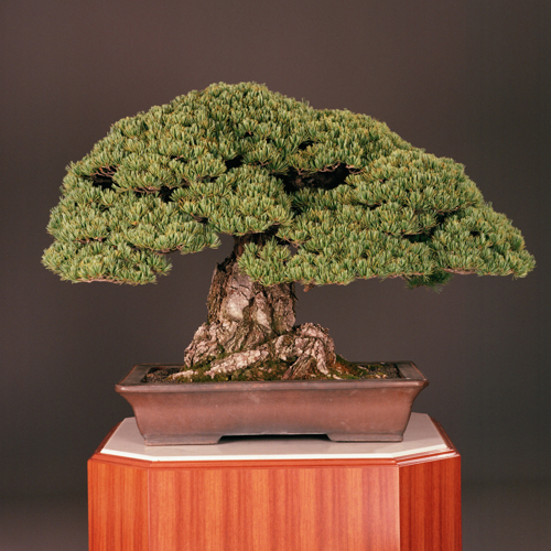 五葉松」朱泥長方鉢 | 盆栽 | 四国新聞社