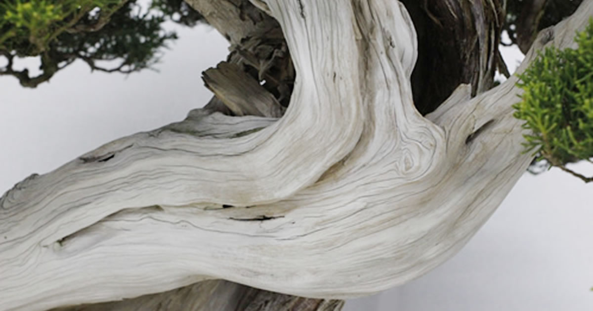 神と舎利｜キミのミニ盆栽びより