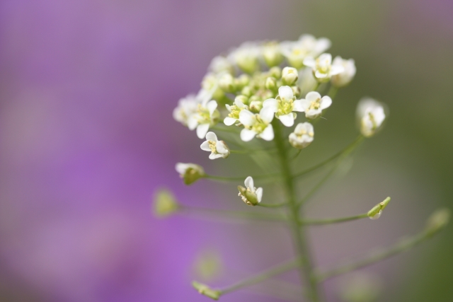 ぺんぺん草とは？「ぺんぺん草も生えない」の意味や使い方も解説
