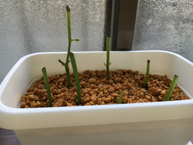 ムベ（郁子）の育て方！挿し木の方法や植え替えの時期などをご紹介！(2