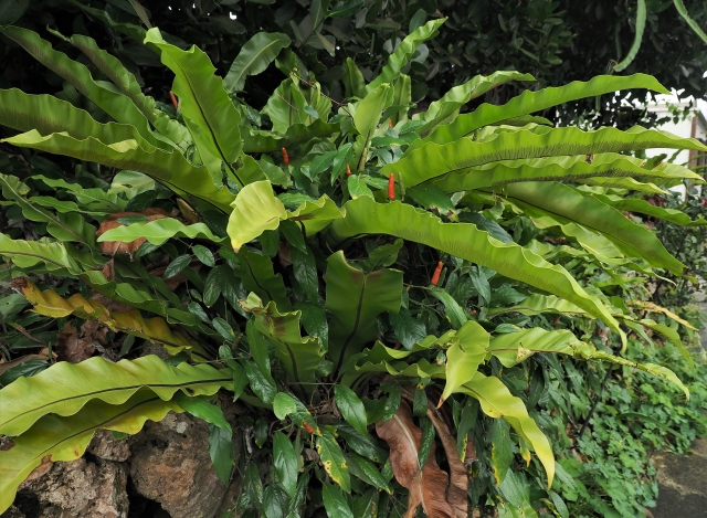 オオタニワタリの育て方！観葉植物としての上手な管理の仕方をご紹介