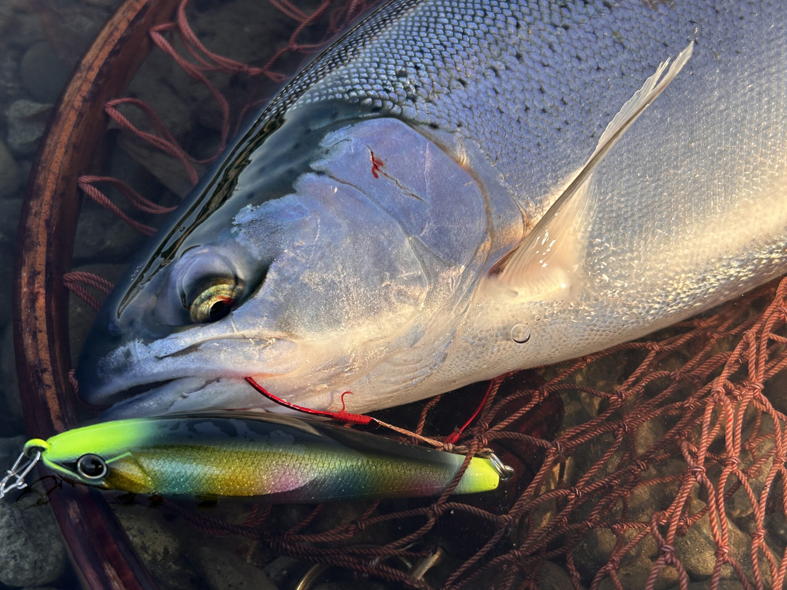 屈斜路湖ニジマス】渋い状況を打破するNEWオリカラ大活躍！ - 道東の