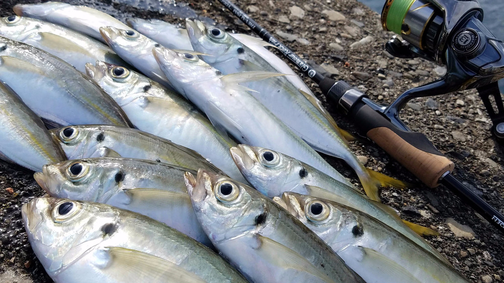 アジングロッド TREVALISM YOGI｜ブリーデン