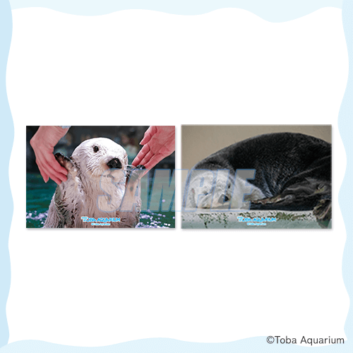 カプくじ×鳥羽水族館 ラッコのメイちゃんくじ リターンズ！ | カプくじ