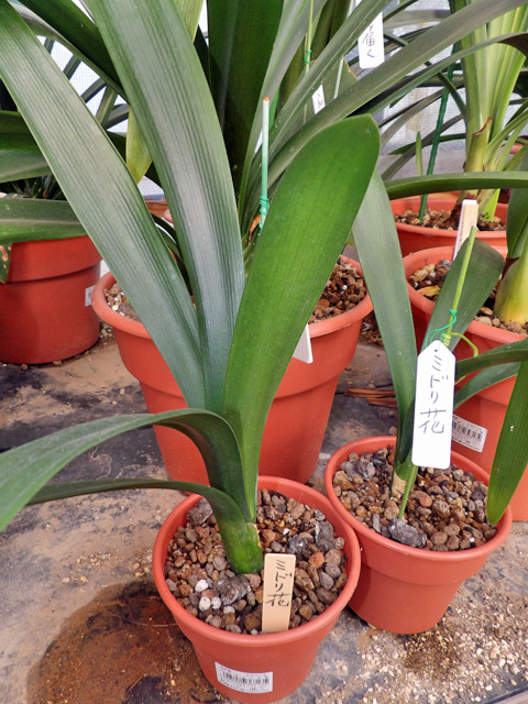 ミドリ花君子蘭（5号鉢） | 京子園芸