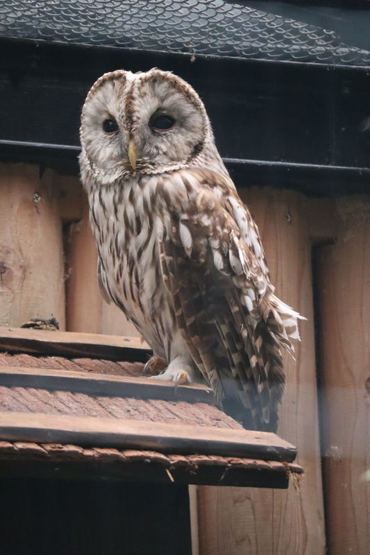 動物園鳥図鑑-フクロウ(Strix uralensis) - 動物園&水族館に行こう！！