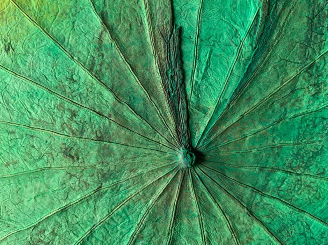 ボタニーペインティング体験】☆自然の葉で作るアート♪葉脈の美しさを