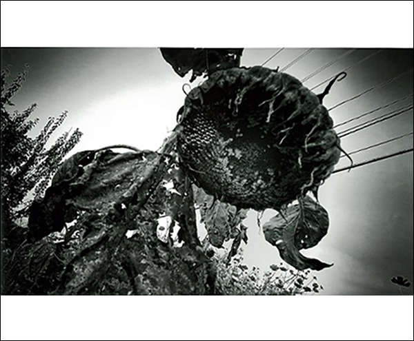 遠野2014（A.P.） - 森山大道 | AKIO NAGASAWA