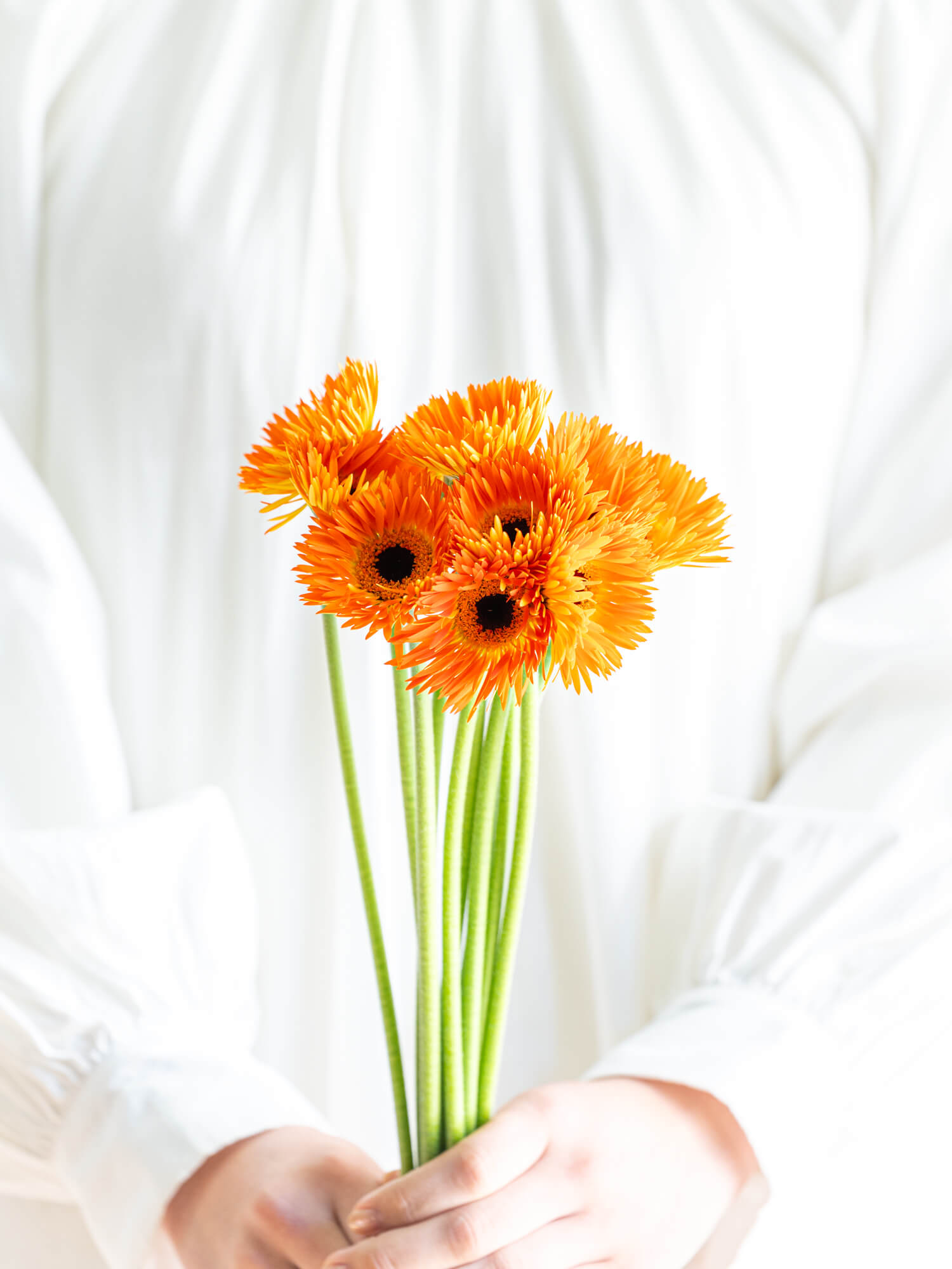 ガーベラ（オレンジ）ロレイ｜花の仕入れを簡単に。花材の卸通販｜ハナイチ