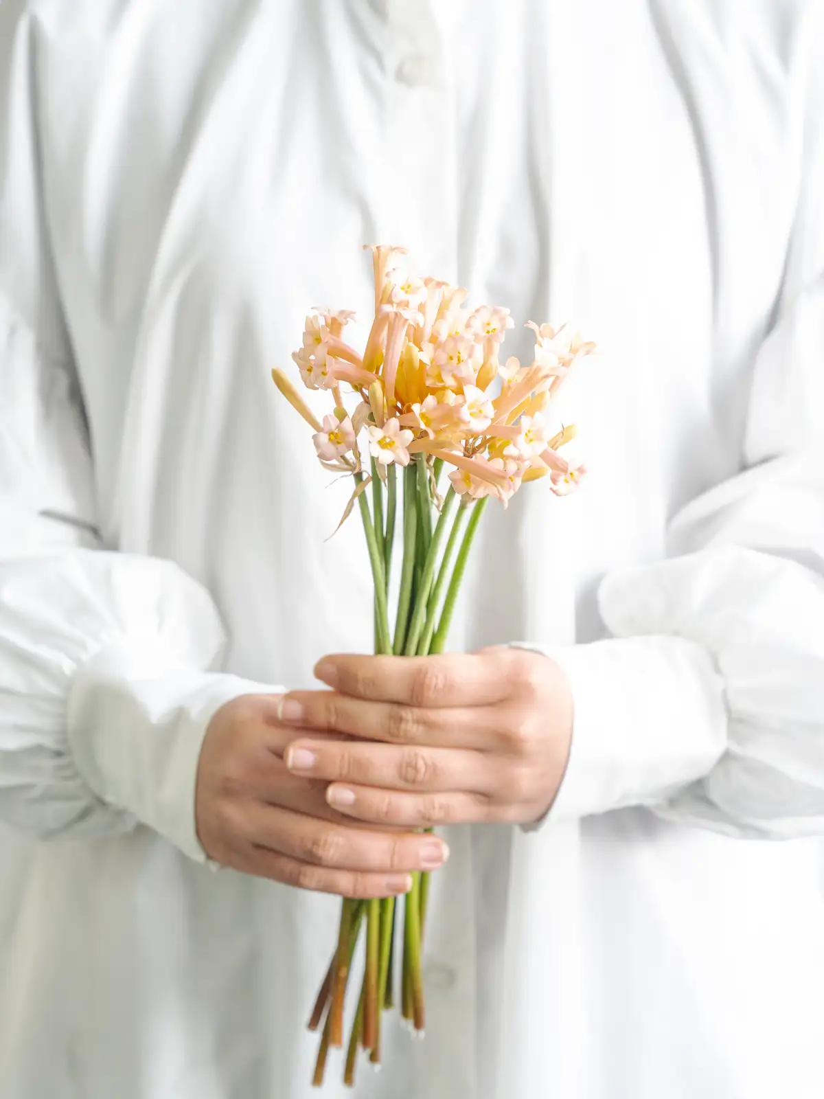 キルタンサス（黄）｜花の仕入れを簡単に。花材の卸通販｜ハナイチ