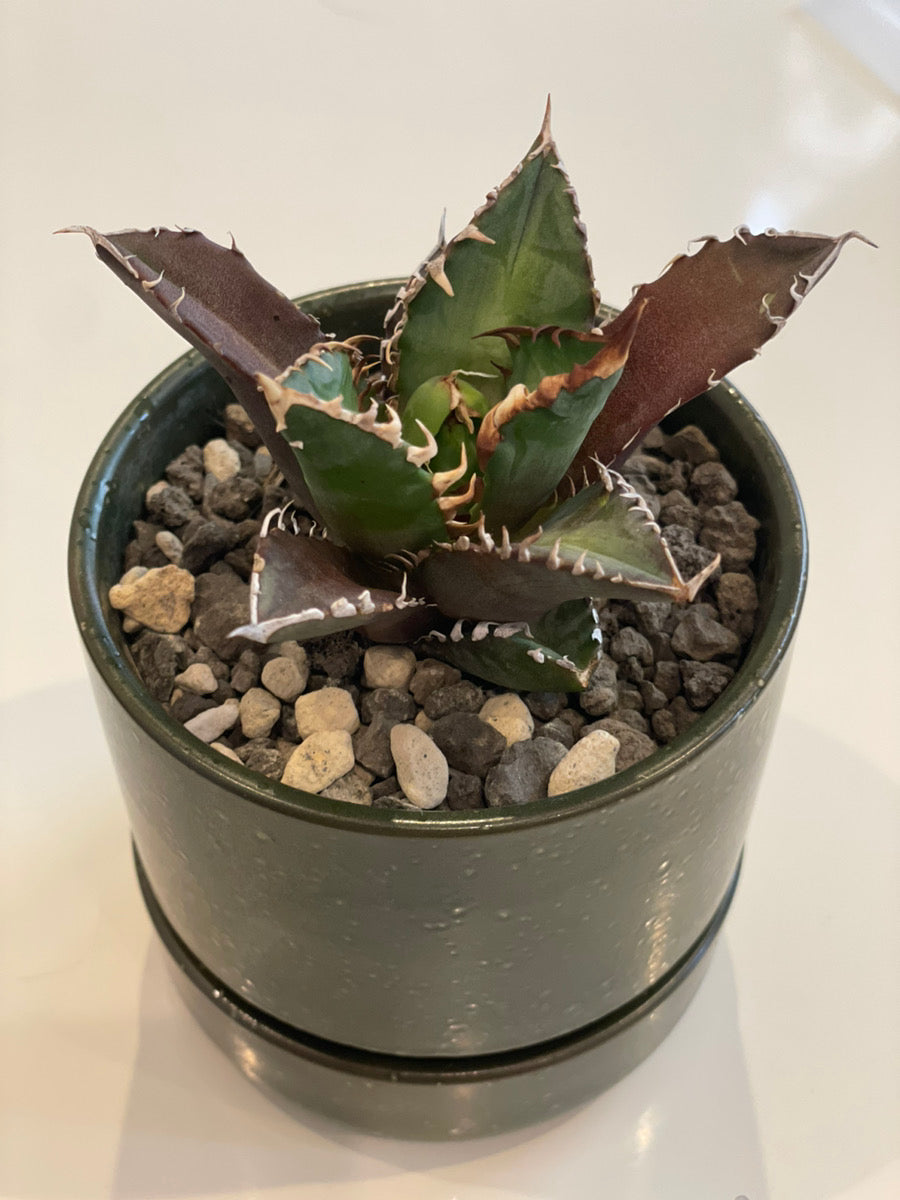 植物図鑑】アガベ・チタノタ 