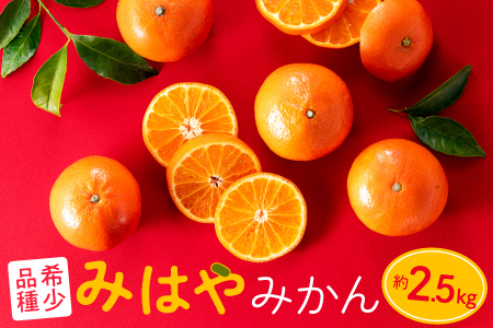 AA088.【希少品種】みはやみかん／約2.5キロ(2026年12月上旬～2027年1