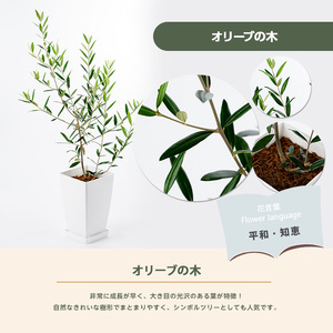2026年3月上旬～発送【観葉植物】オリーブの木 60cm～80cm Green Base