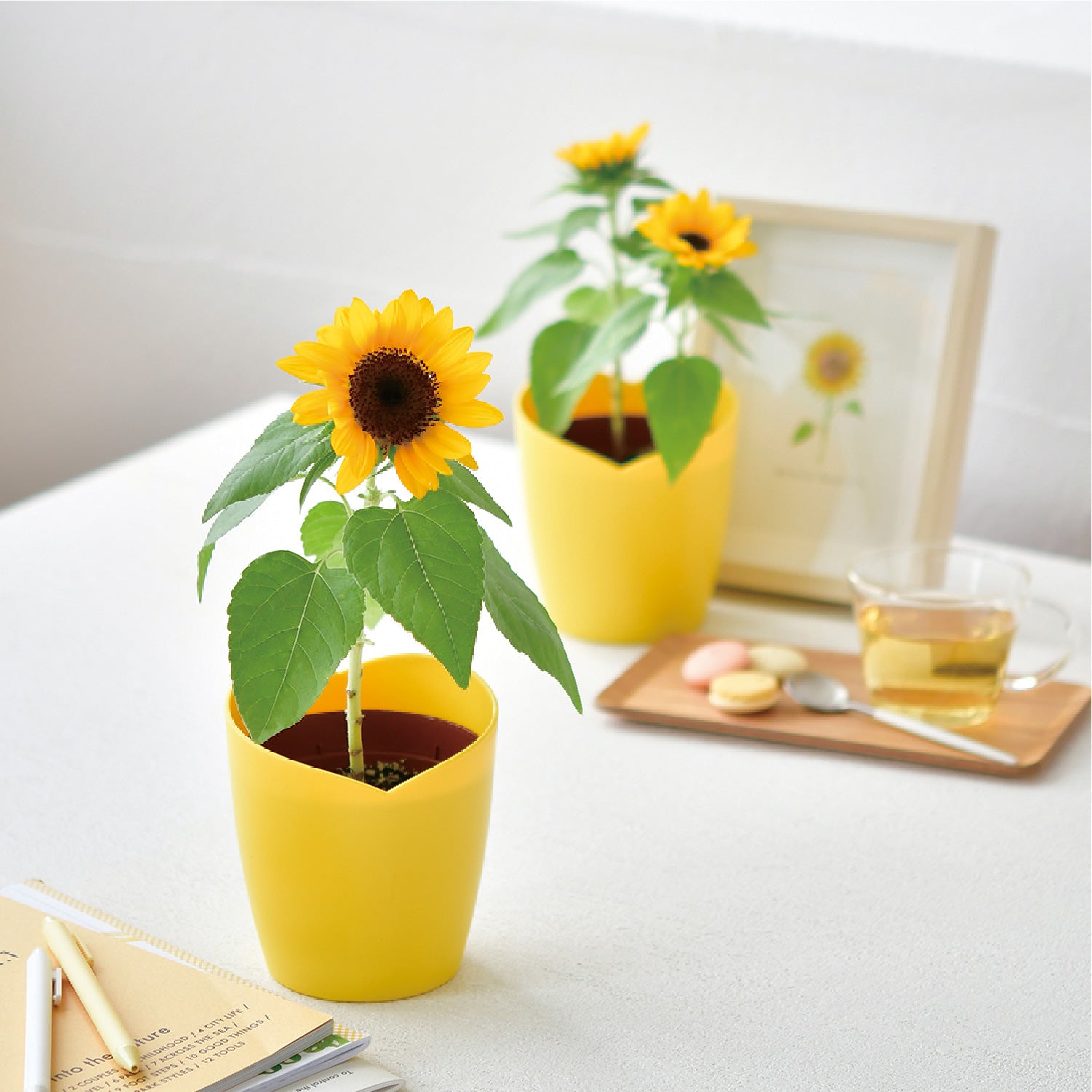 ミニひまわり栽培キット – Chatta