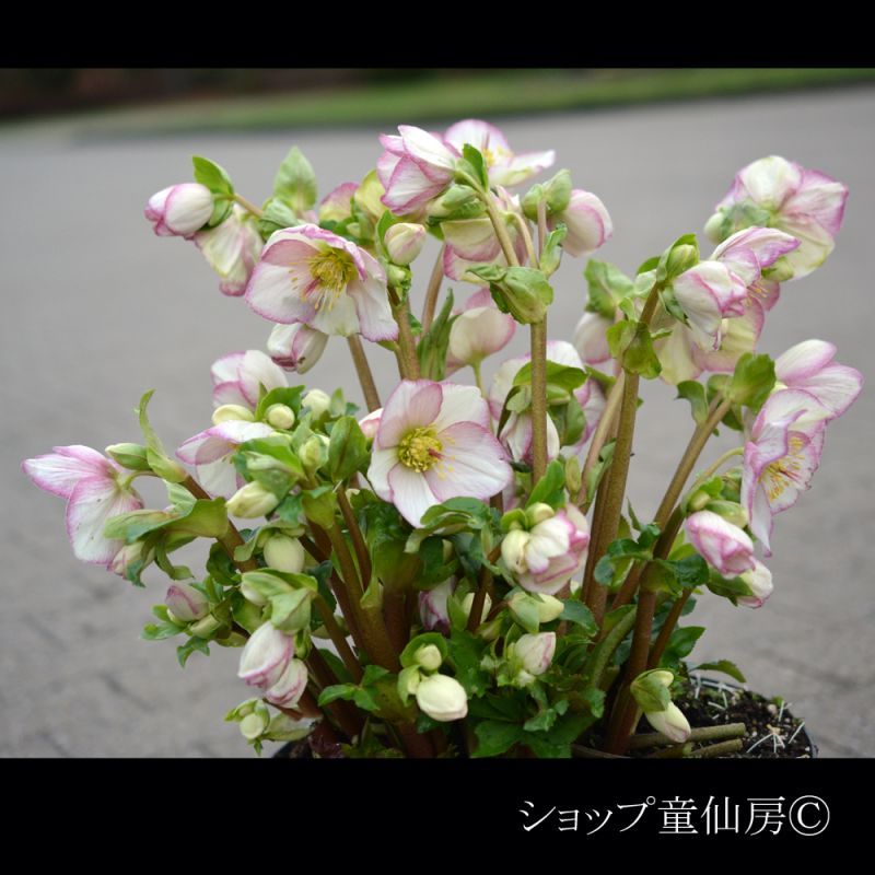 クリスマスローズ,童仙房ナーセリー＆ガーデンのクリスマスローズ,氷の