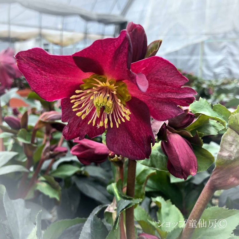 クリスマスローズ,童仙房ナーセリー＆ガーデンのクリスマスローズ,氷の