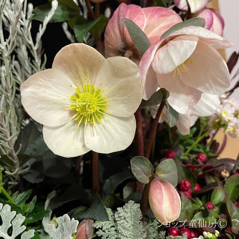 クリスマスローズ,童仙房ナーセリー＆ガーデンのクリスマスローズ