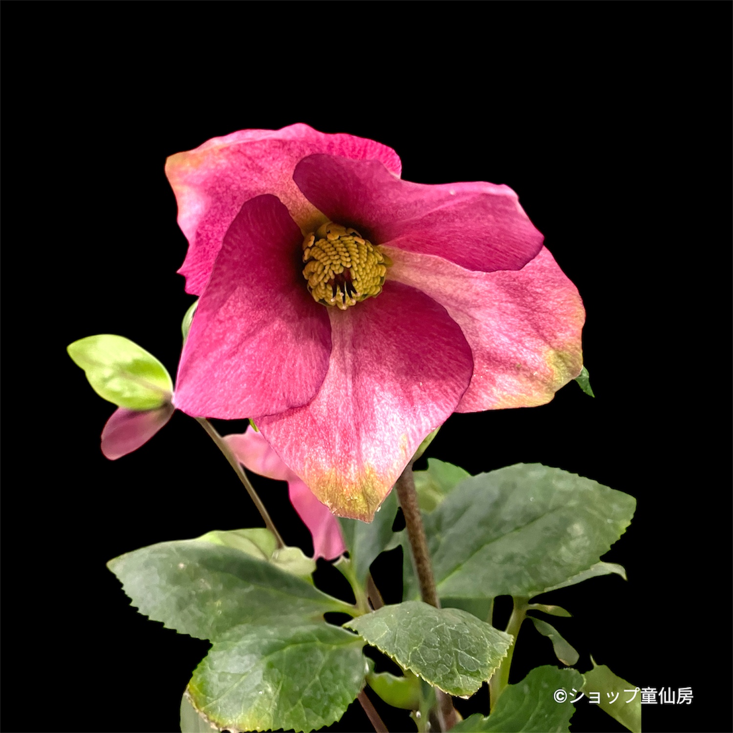 クリスマスローズ,童仙房ナーセリー＆ガーデンのクリスマスローズ,雪の